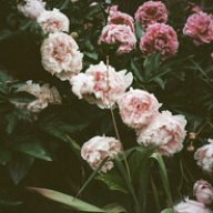 vanartyr