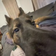 kodabear250