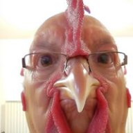 Vogel