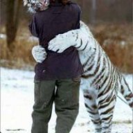 Cataire