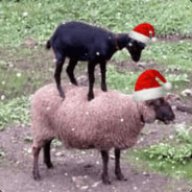 SHEEP