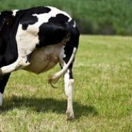 killamancow