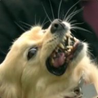 Bulldog135789