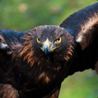 EagleClaws17
