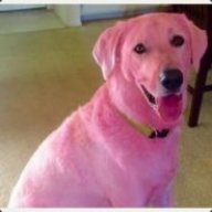 PinkMutt