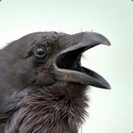crow