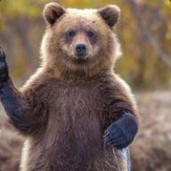 illicitBear