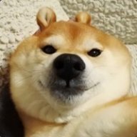 shiba