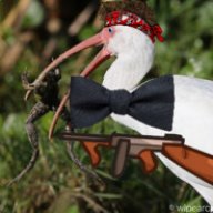 IBIS