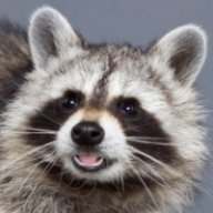 Raccoon