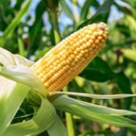 CornJr