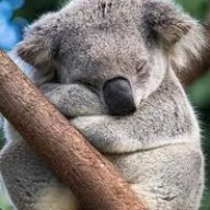 koalalaney
