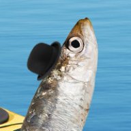 Faltbootsardine