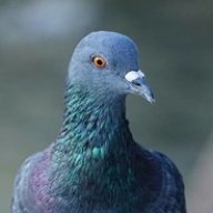 saltypigeon